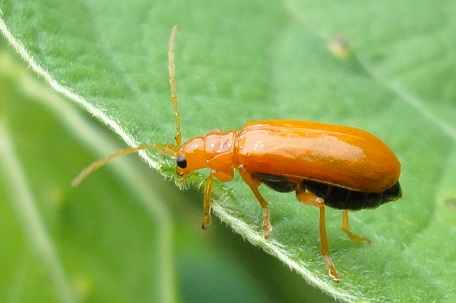 Hoplasoma unicolor